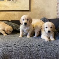 Chiot golden retriever #3