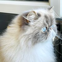 Magnifique femelle persan #0