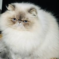 Magnifique femelle persan #2