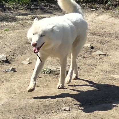 Dispo husky mâle adulte #0