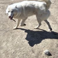 Dispo husky mâle adulte #2