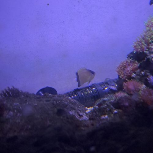 Poissons récifal #1