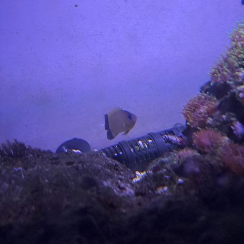 Poissons récifal #2