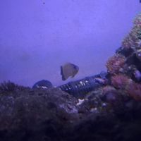 Poissons récifal #2