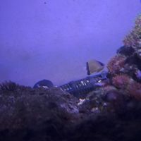 Poissons récifal #0