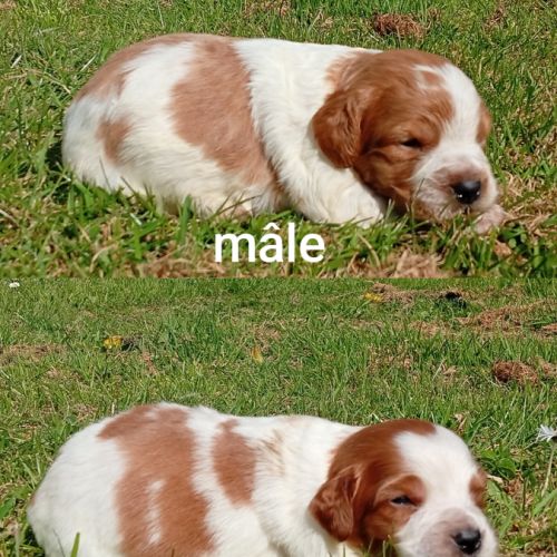 Chiots épagneul breton lof #0