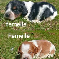 Chiots épagneul breton lof #2