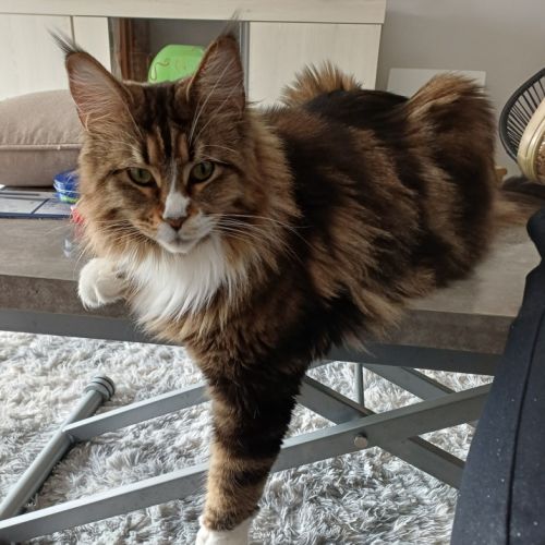 Femelle maine coon loof #1