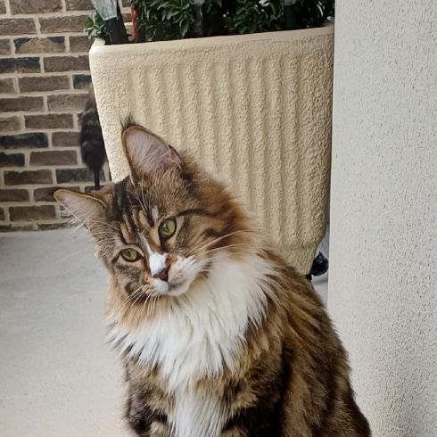 Femelle maine coon loof #0