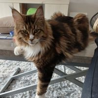 Femelle maine coon loof #1