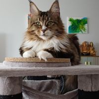 Femelle maine coon loof #2