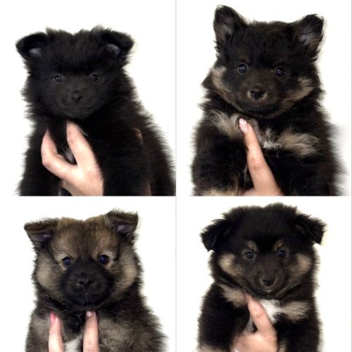 Chiots spitz allemands #1