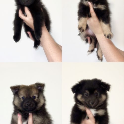 Chiots spitz allemands