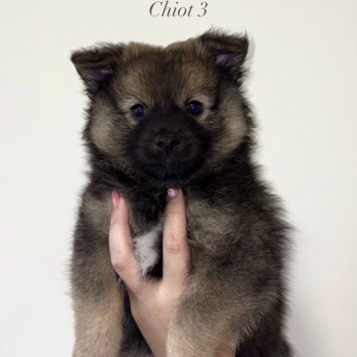 Chiots spitz allemands #4