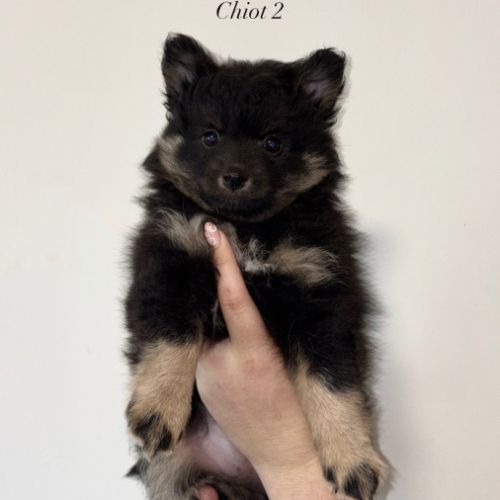 Chiots spitz allemands #6