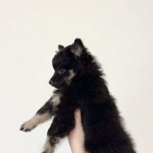 Chiots spitz allemands #8