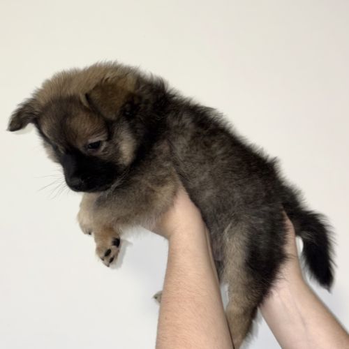 Chiots spitz allemands #9