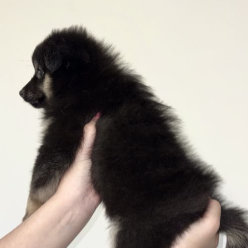 Chiots spitz allemands #10