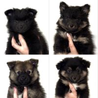 Chiots spitz allemands #1