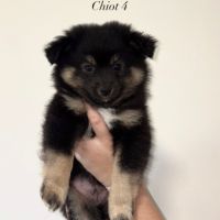 Chiots spitz allemands #2
