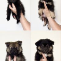 Chiots spitz allemands #0