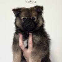 Chiots spitz allemands #4
