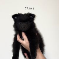 Chiots spitz allemands #5