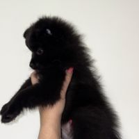 Chiots spitz allemands #7