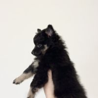 Chiots spitz allemands #8