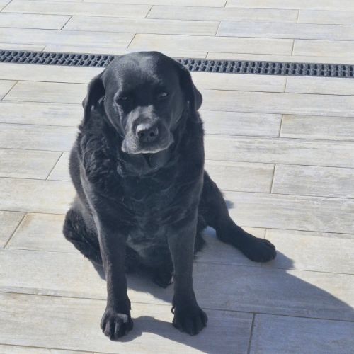 Chien maya à l adoption #0