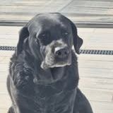 Chien maya à l adoption #2