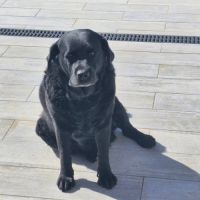 Chien maya à l adoption