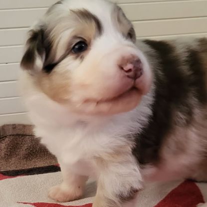 Petit mâle berger australien #1