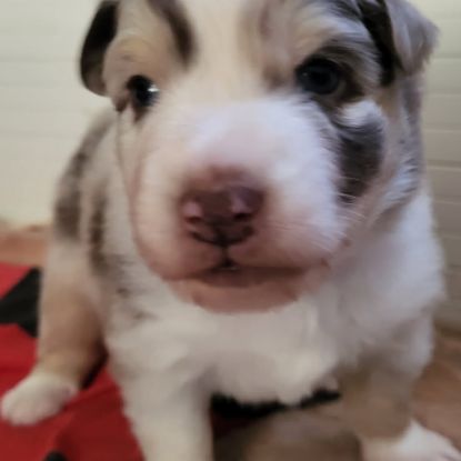 Petit mâle berger australien #2