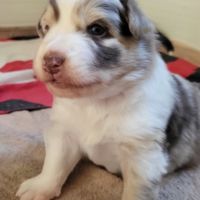 Petit mâle berger australien