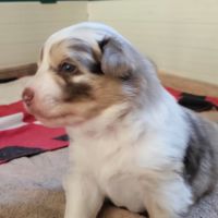 Petit mâle berger australien #4