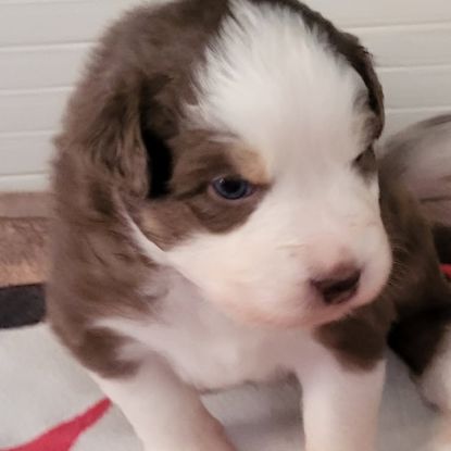 Petit mâle berger australien #0