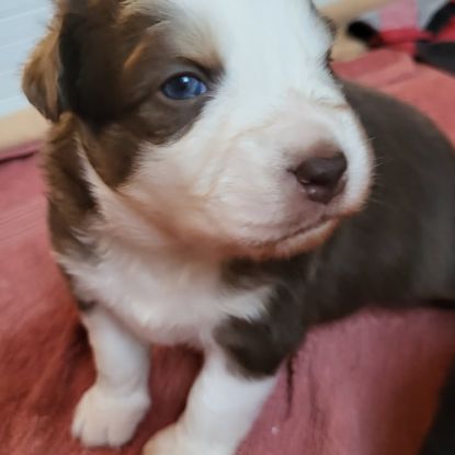 Petit mâle berger australien #2