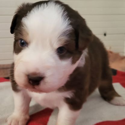 Petit mâle berger australien #3