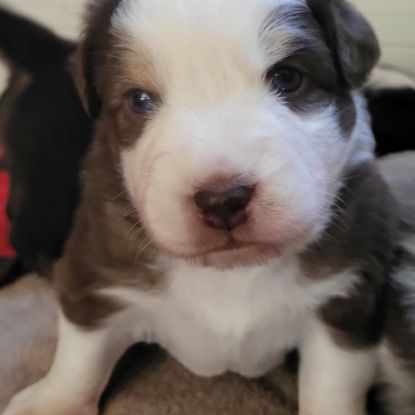 Petit mâle berger australien #4