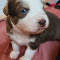 Petit mâle berger australien #2