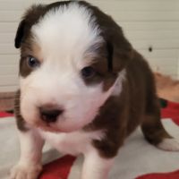 Petit mâle berger australien #3