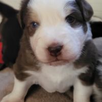 Petit mâle berger australien #4