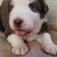 Petit mâle berger australien #5