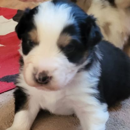 Joli petit mâle berger australien #0