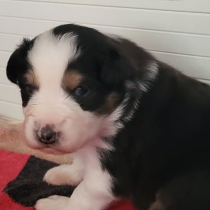 Joli petit mâle berger australien #2