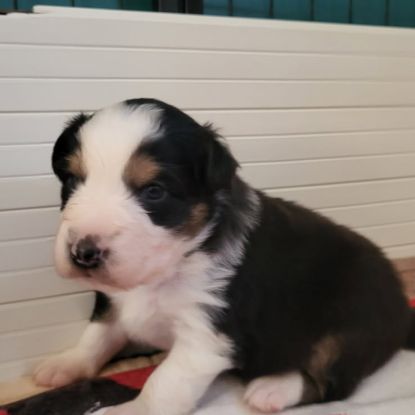 Joli petit mâle berger australien #3