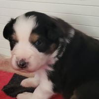 Joli petit mâle berger australien #2