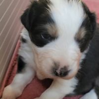 Joli petit mâle berger australien #4