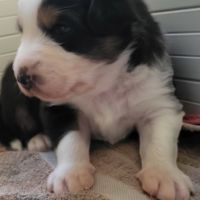 Joli petit mâle berger australien #5